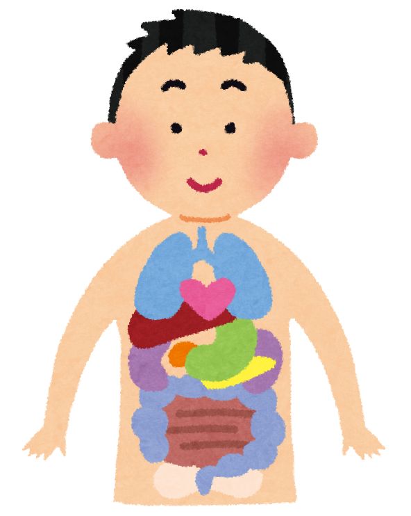 体 イラスト フリー詳細 3位