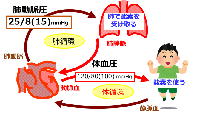 体 循環 肺循環 イラスト詳細 11位