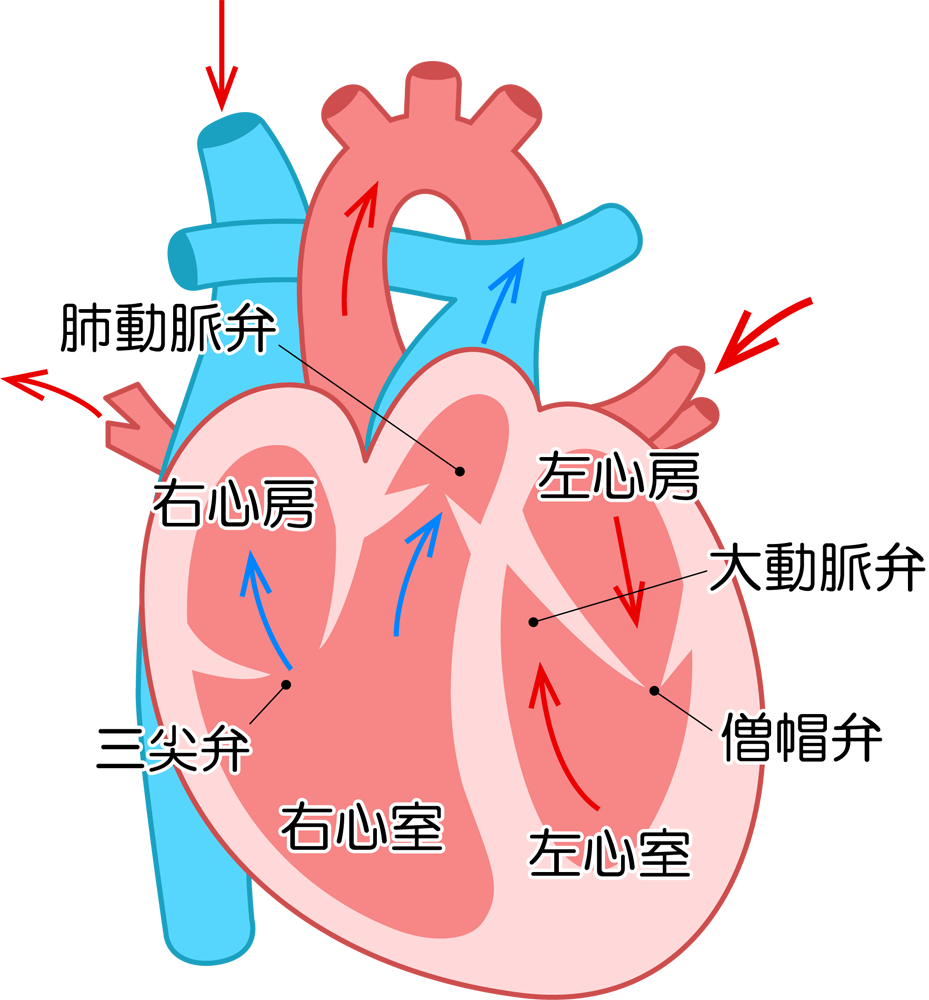 体 循環 肺循環 イラスト詳細 12位