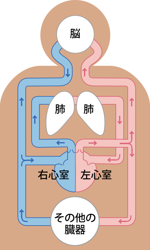 体 循環 肺循環 イラスト詳細 13位
