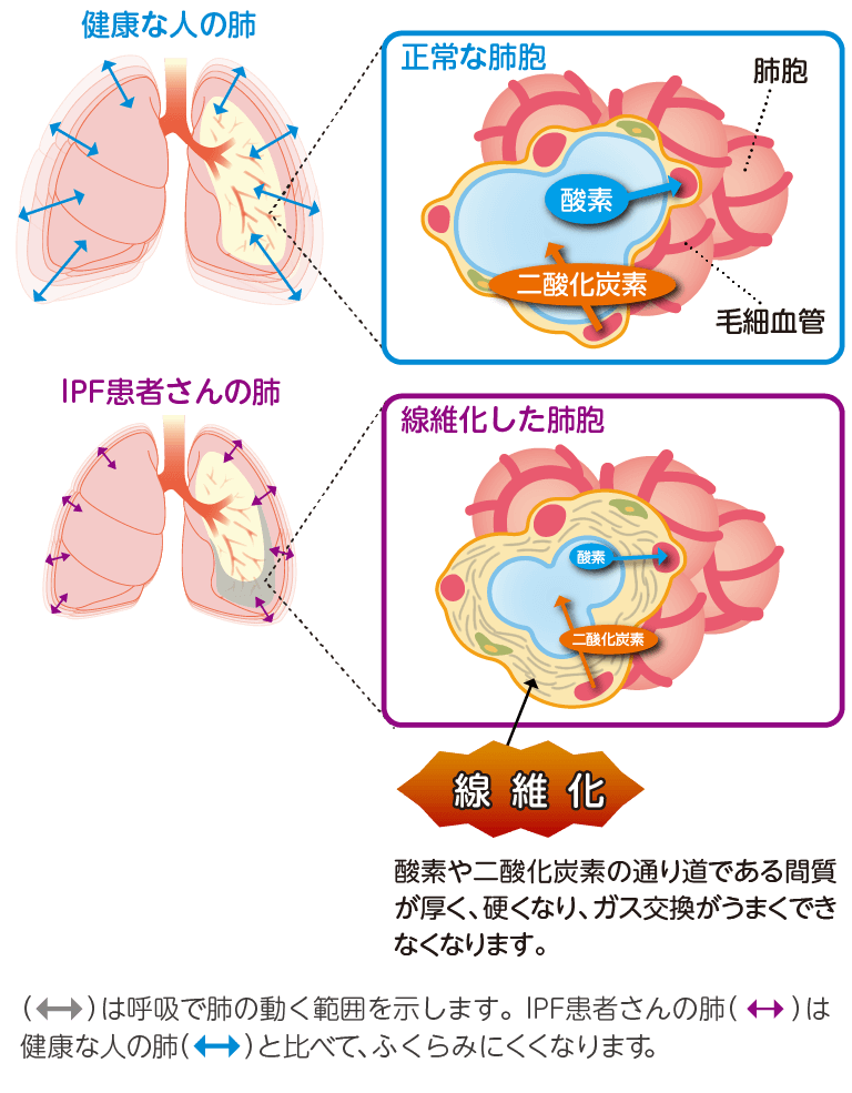 体 循環 肺循環 イラスト詳細 14位