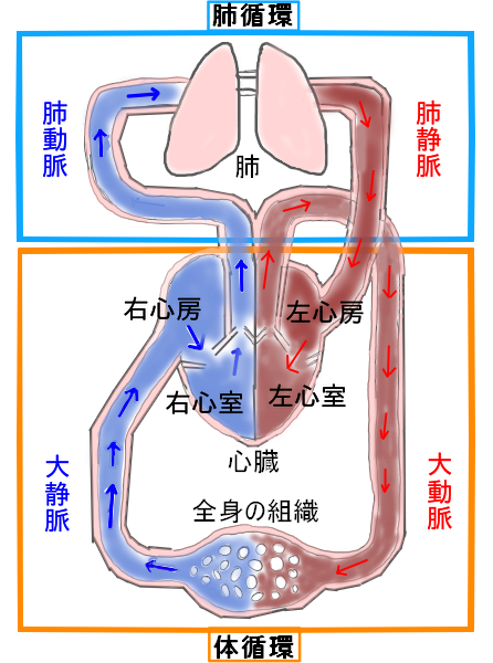 体 循環 肺循環 イラスト詳細 4位