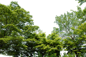 公園 背景詳細 9位
