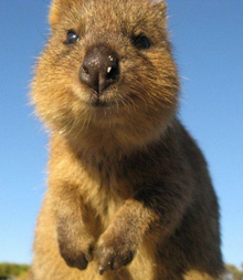 動物 写真 フリー - KibrisPDR