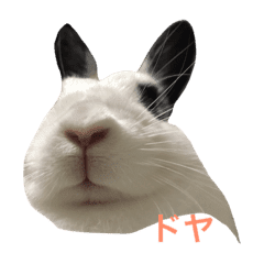 動物 写真 フリー詳細 8位