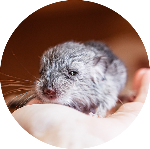 動物 赤ちゃん 画像詳細 2位