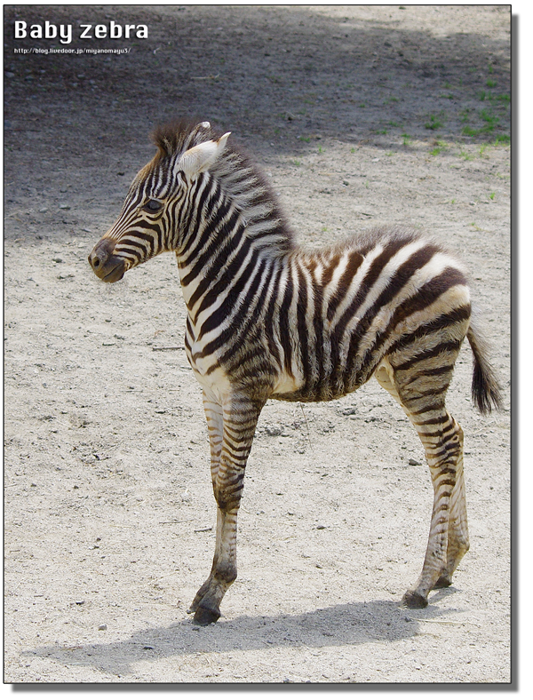 動物 赤ちゃん 画像詳細 3位