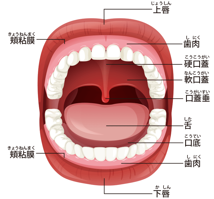 口腔 イラスト詳細 6位
