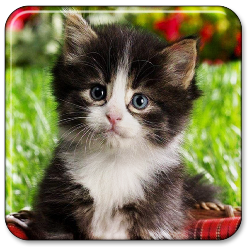 可愛い 動物 画像 - KibrisPDR