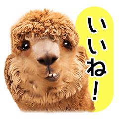 可愛い 動物 画像詳細 8位