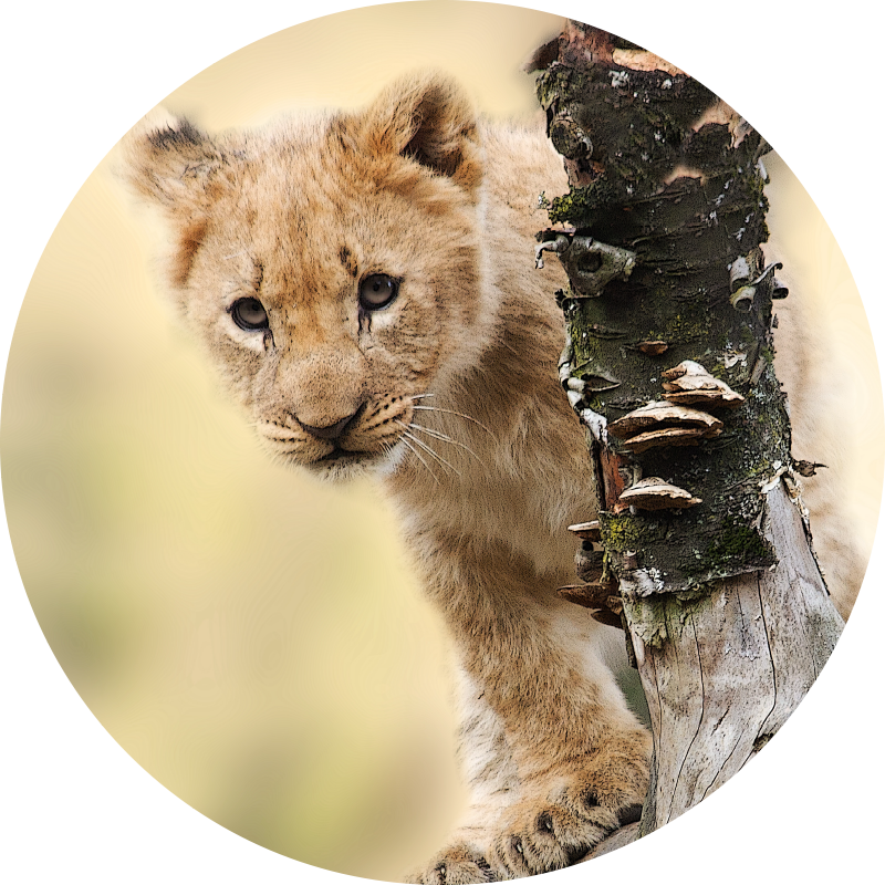 可愛い 動物 画像詳細 7位