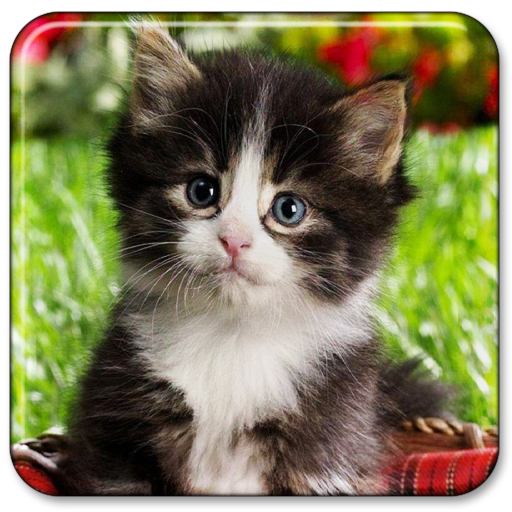 可愛い 動物 画像 無料 - KibrisPDR