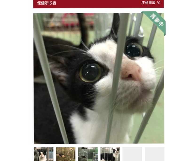 可愛い 猫 画像詳細 14位