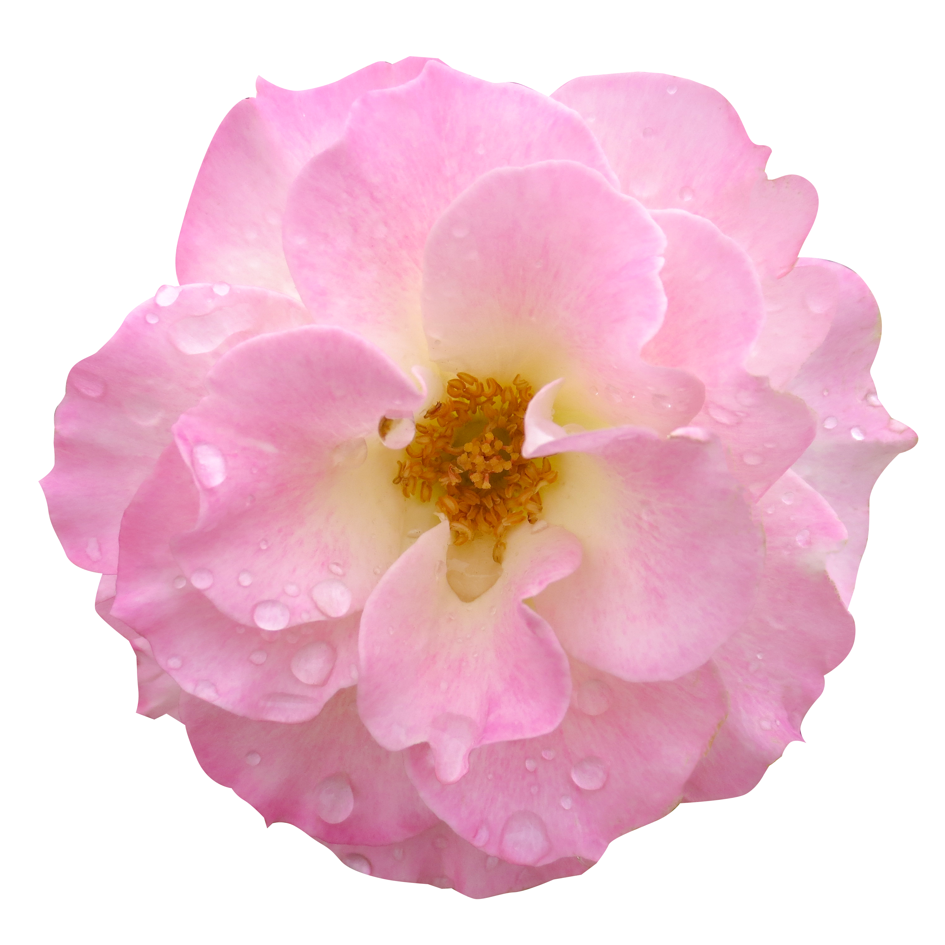 可愛い 花 画像 - KibrisPDR
