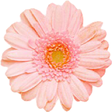 可愛い 花 画像詳細 8位