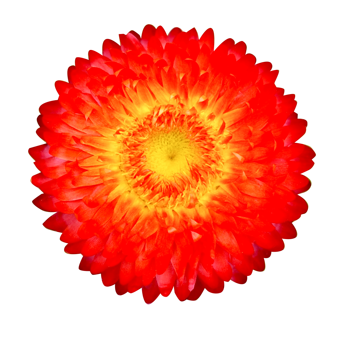 垂れ下がる 花 - KibrisPDR