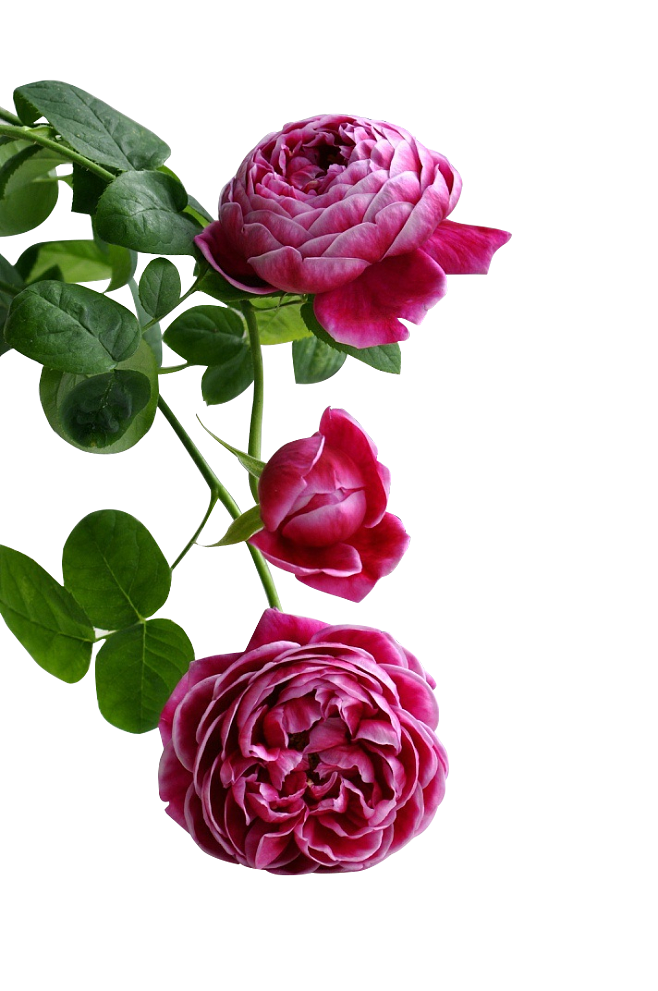 垂れ下がる 花詳細 11位