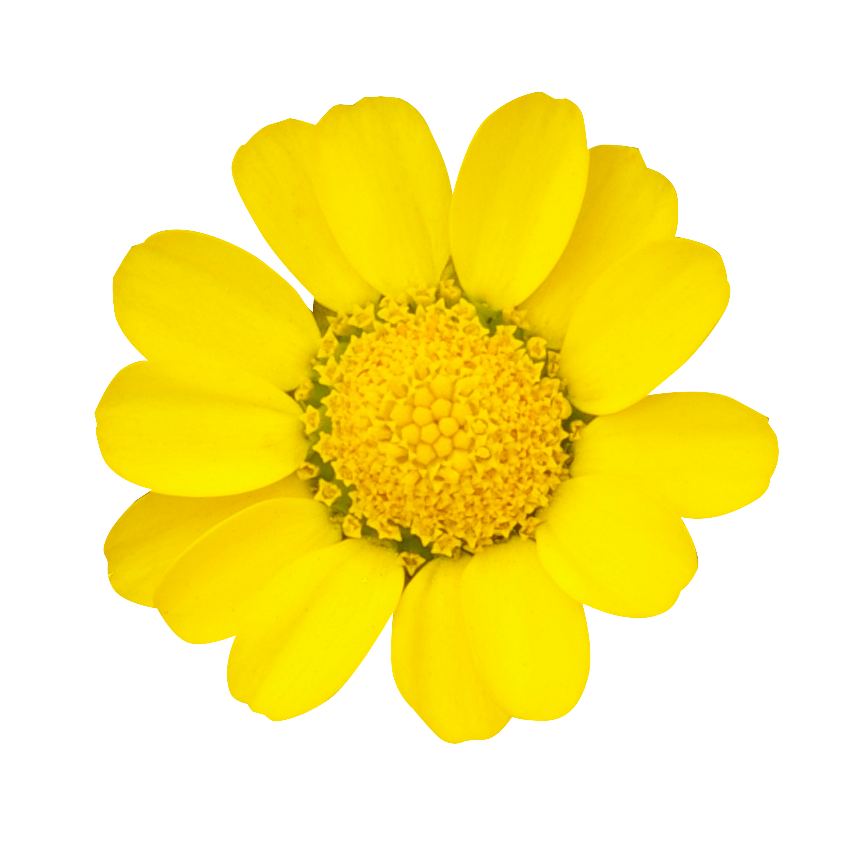 垂れ下がる 花詳細 3位