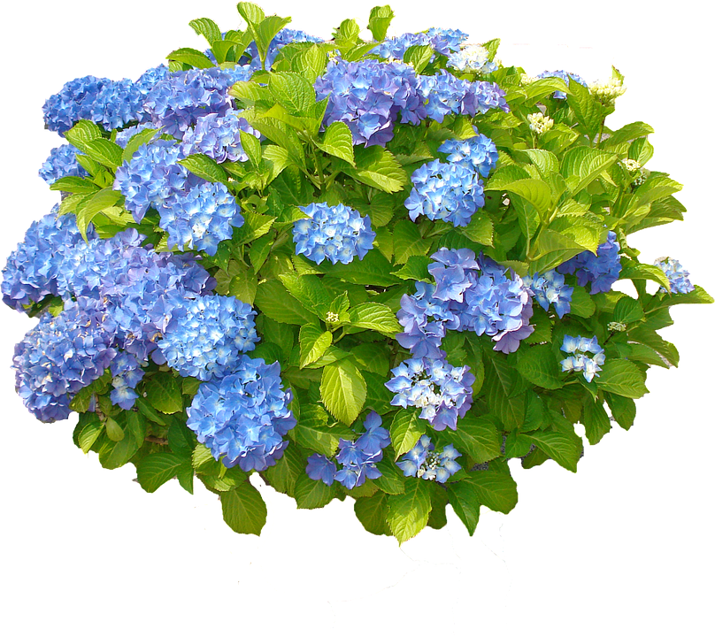 垂れ下がる 花詳細 6位