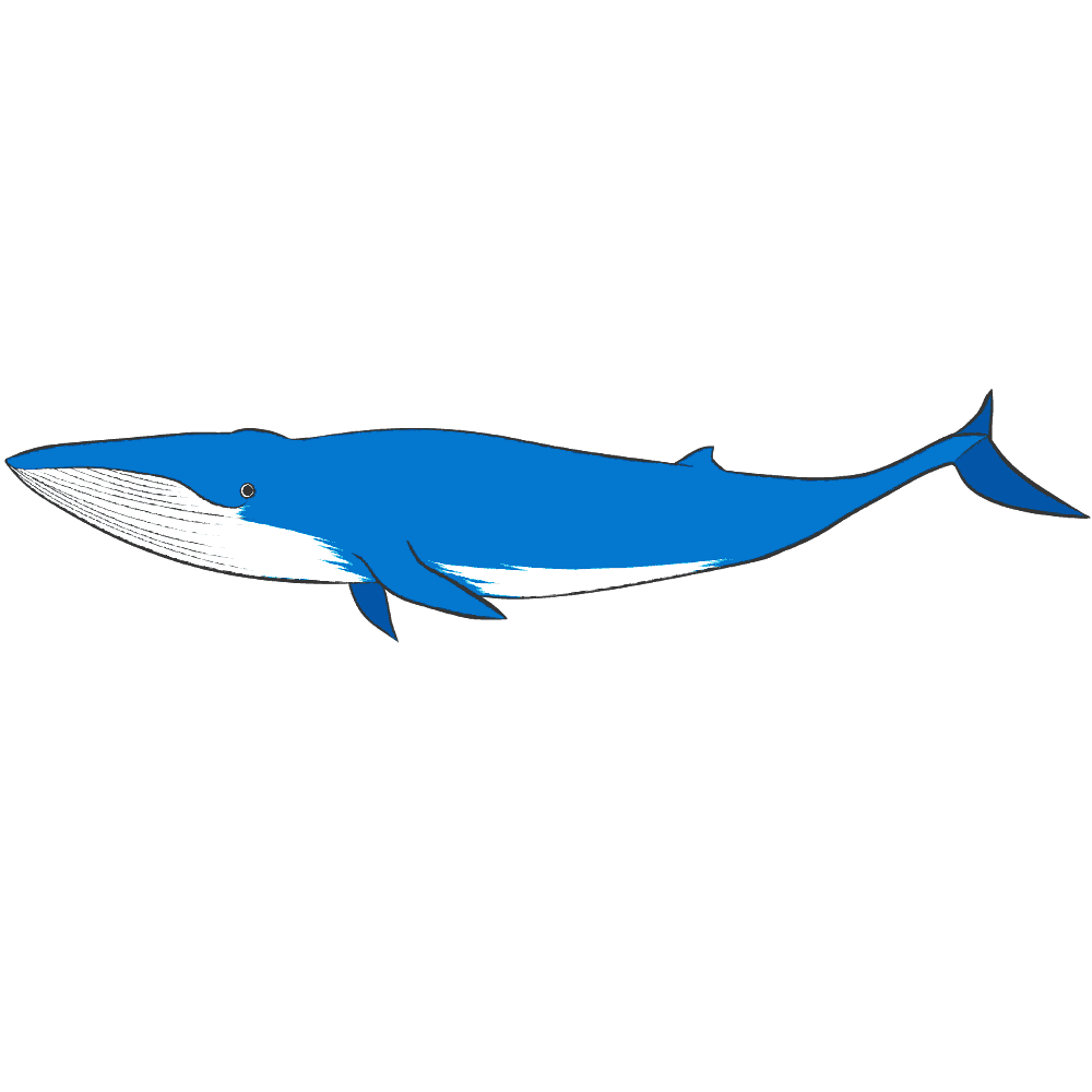 壁紙 クジラ詳細 12位