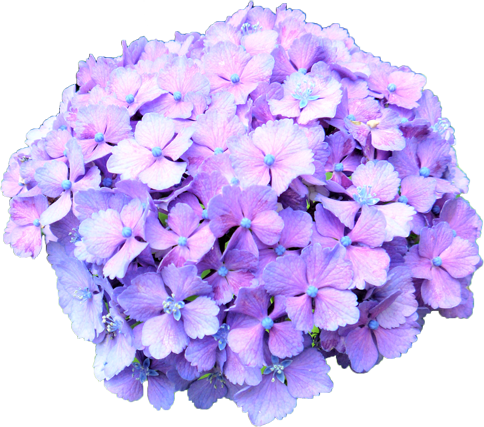 夏 紫 の 花詳細 12位