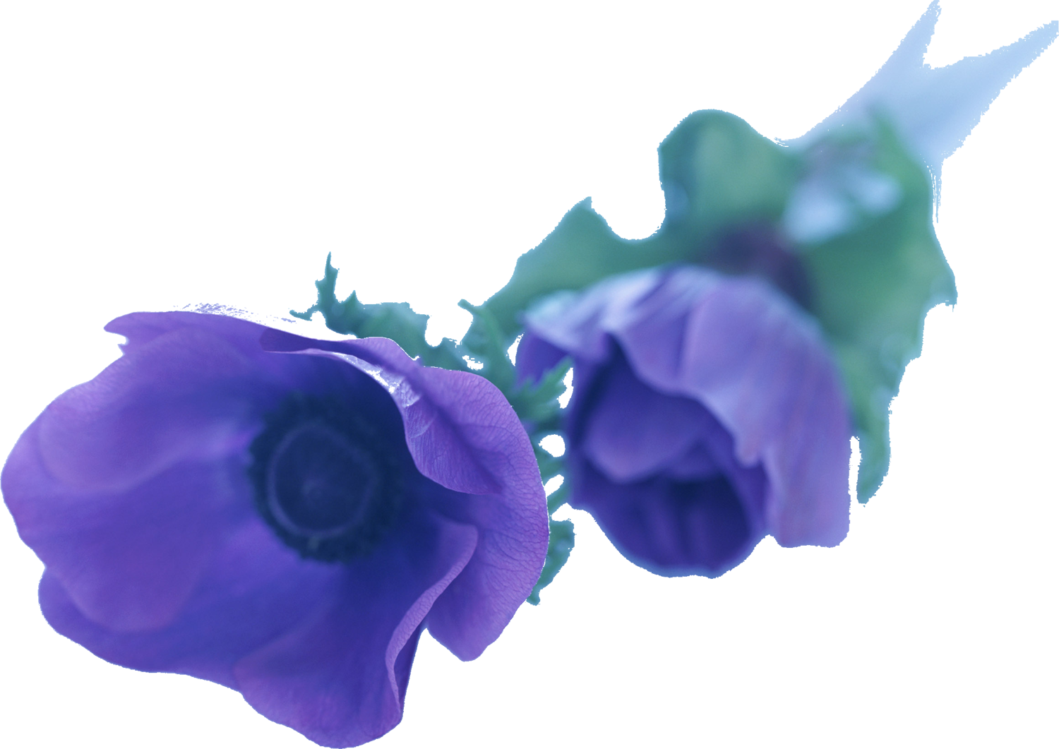 夏 紫 の 花詳細 10位