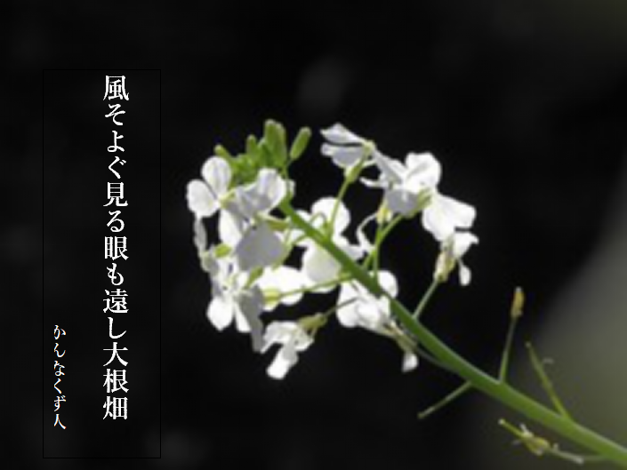 大根 の 花 画像 - KibrisPDR