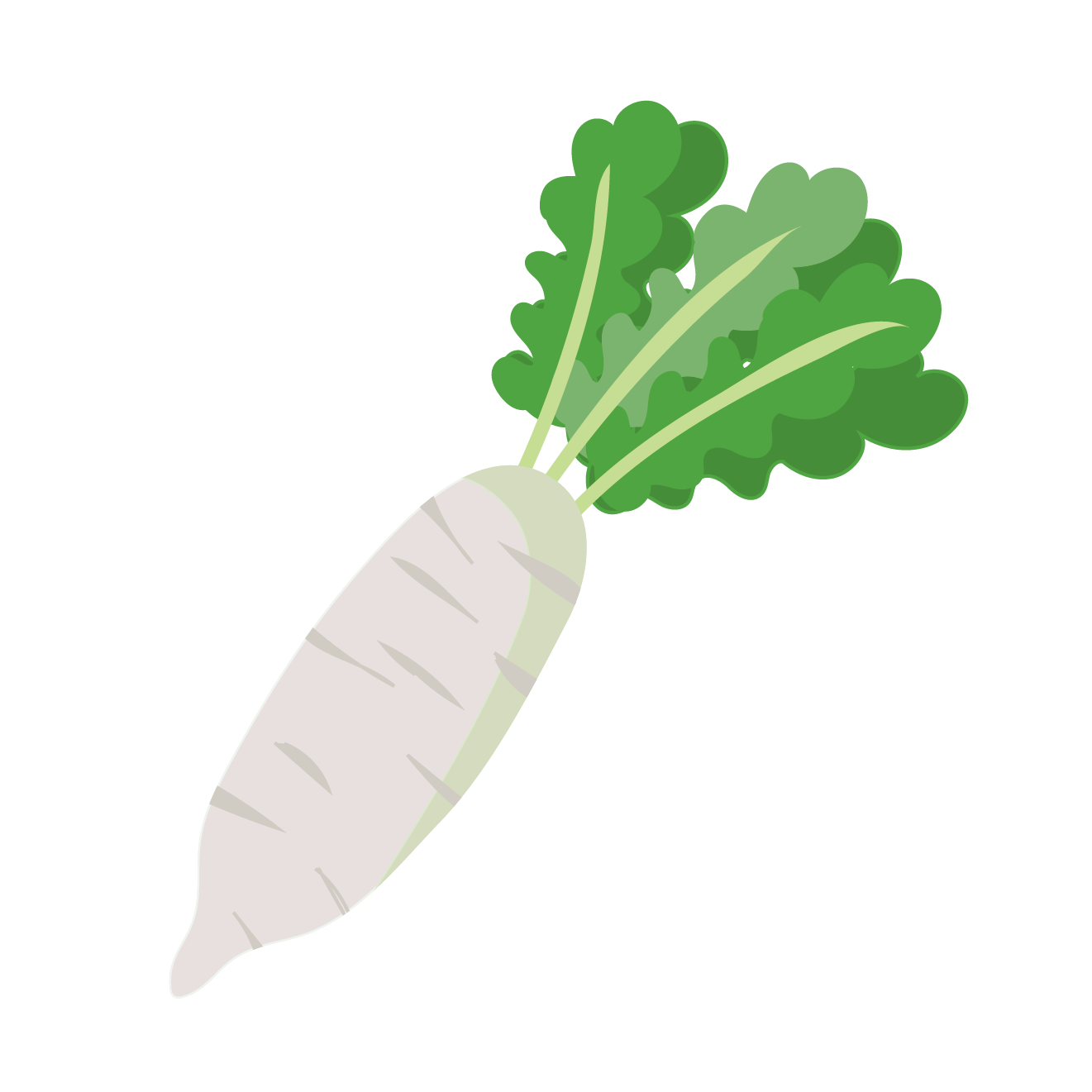 大根 イラスト - KibrisPDR