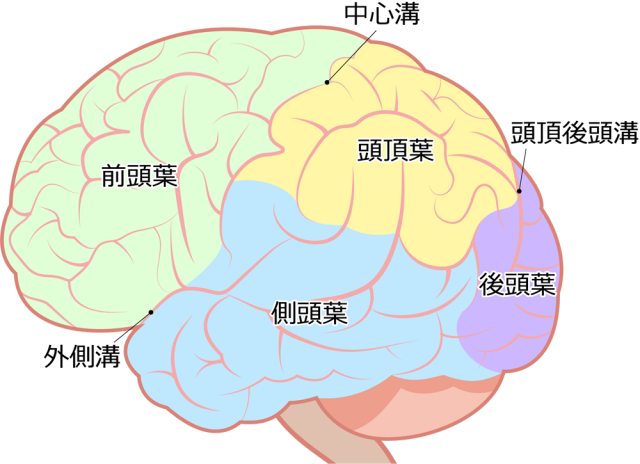 大脳 イラスト詳細 2位