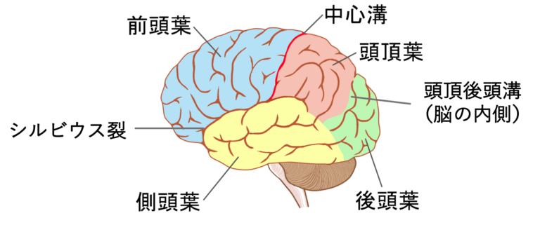 大脳 イラスト詳細 8位