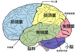 大脳 イラスト詳細 9位