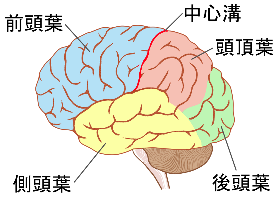 大脳 イラスト詳細 10位