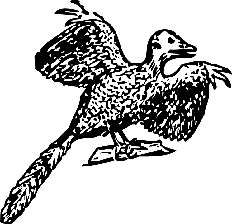 始祖鳥 イラスト詳細 11位