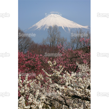 富士山 写真 無料詳細 2位