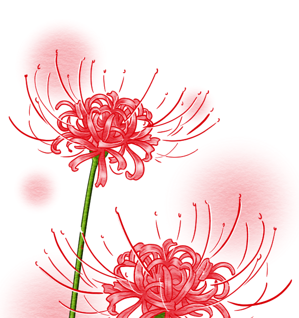 彼岸花 イラスト 簡単詳細 3位