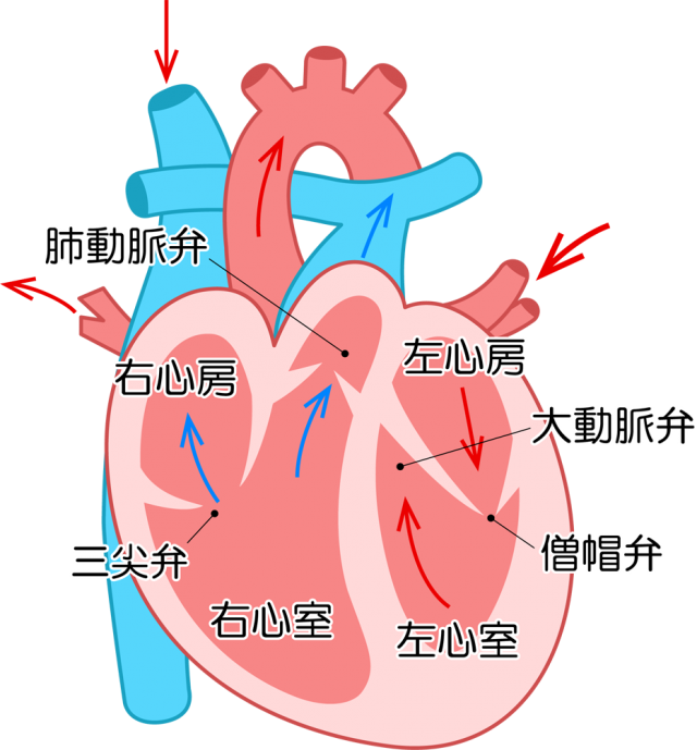 心臓 の イラスト詳細 8位