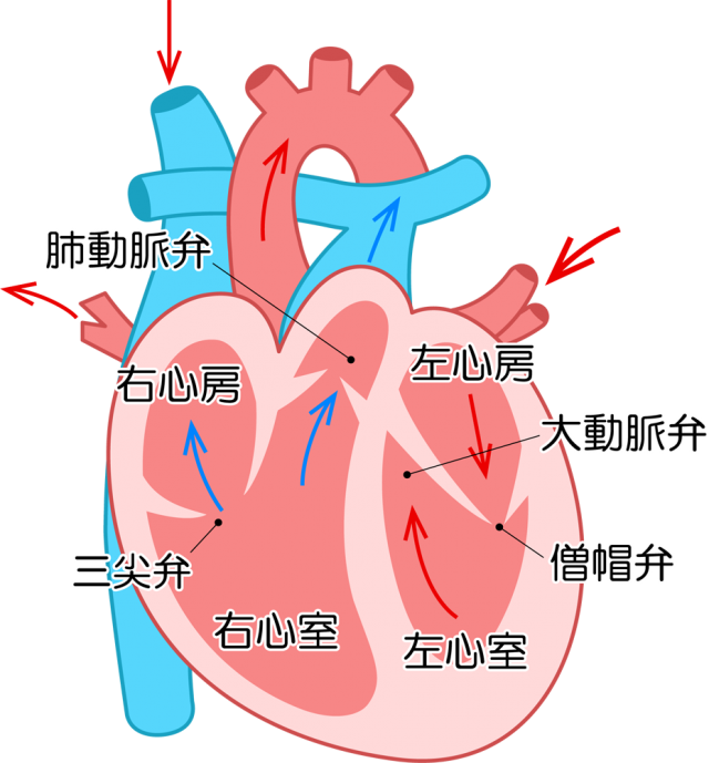 心臓 構造 イラスト - KibrisPDR