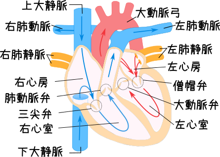 心臓 構造 イラスト詳細 11位