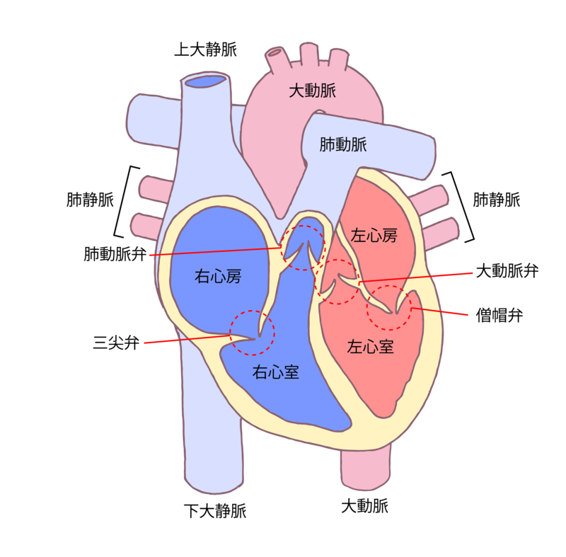 心臓 構造 イラスト詳細 6位