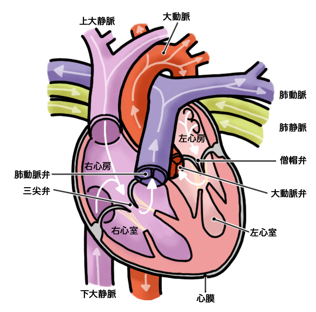 心臓 構造 イラスト詳細 8位