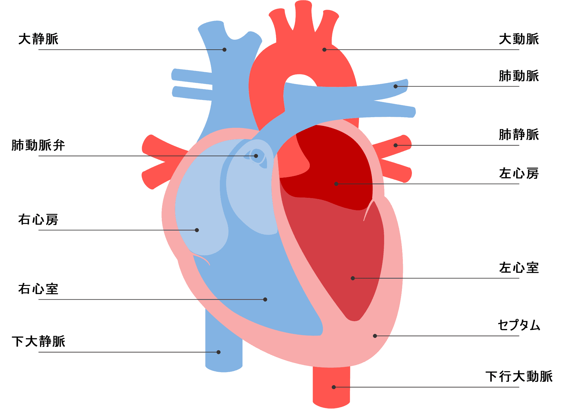 心臓 構造 イラスト詳細 9位