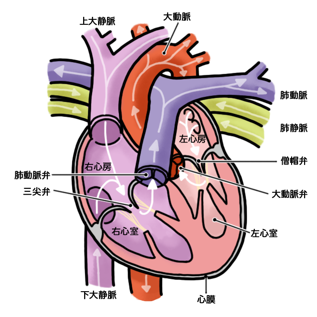 心臓 血管 イラスト詳細 10位