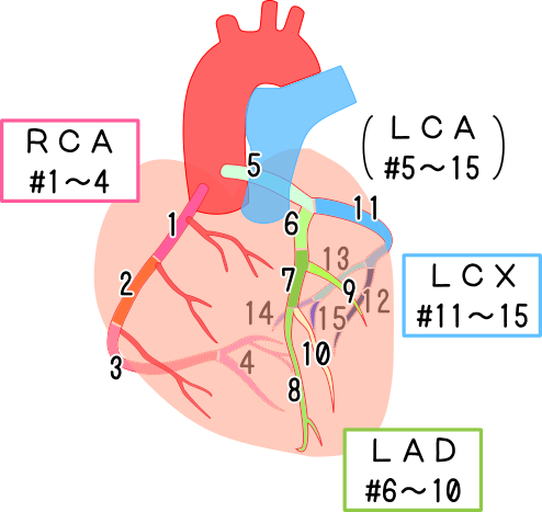 心臓 血管 イラスト詳細 12位