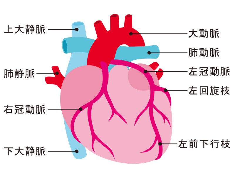 心臓 血管 イラスト詳細 5位