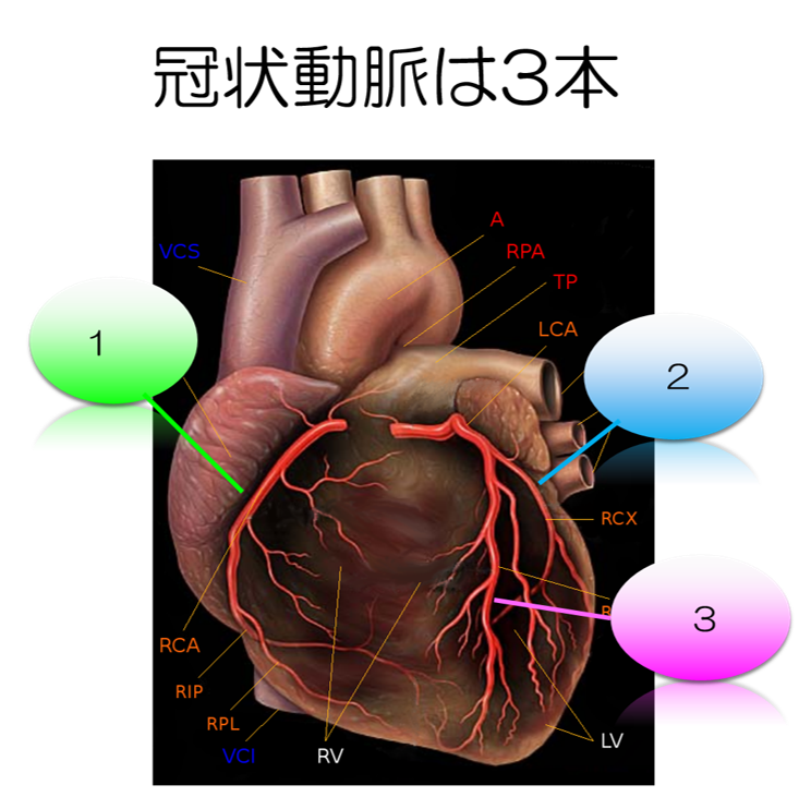 心臓 血管 イラスト詳細 6位
