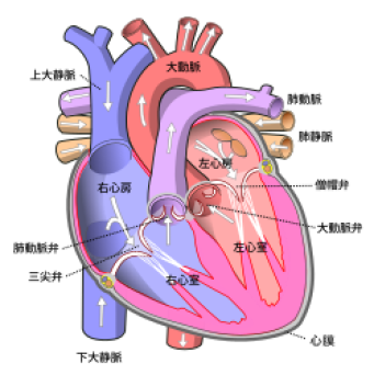 心臓 解剖 イラスト詳細 12位