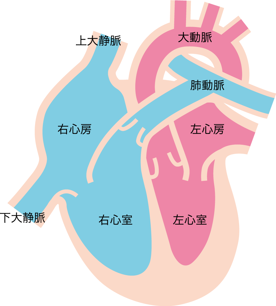 心臓 解剖 イラスト詳細 5位