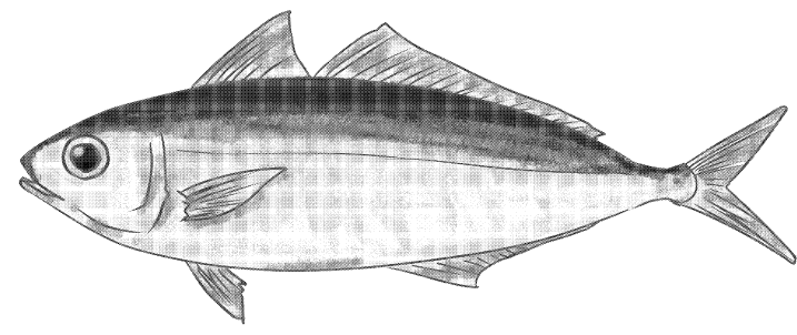 手書き 魚 イラスト詳細 12位
