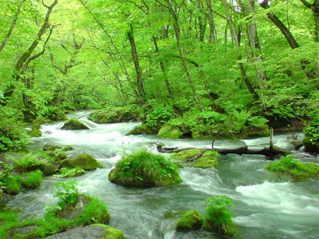 新緑 画像詳細 7位